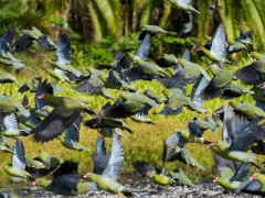 Green pigeon in Odzala-Kokoua National Park, Congo.