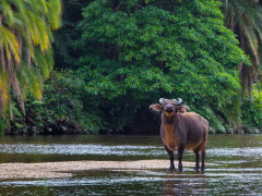 Forest buffalo in Odzala-Kokoua National Park, Congo.