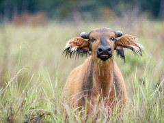 Forest buffalo in Odzala-Kokoua National Park, Congo.