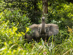 Forest elephant in Odzala-Kokoua National Park, Congo.
