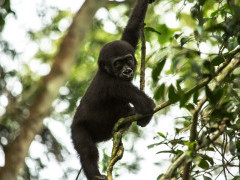 Gorilla in Odzala-Kokoua National Park, Congo.
