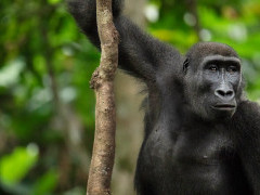 Gorilla in Odzala-Kokoua National Park, Congo.