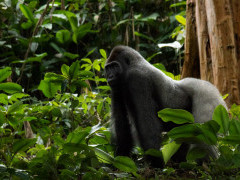 Gorilla in Odzala-Kokoua National Park, Congo.