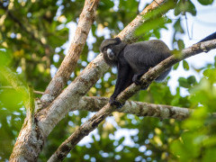 Putty-nosed monkey in Odzala-Kokoua National Park, Congo.