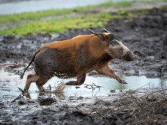 Red river hog in Odzala-Kokoua National Park, Congo.