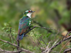 Diederik cuckoo