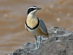 Egyptian plover