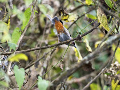 Abyssinian catbird in Ethiopia