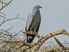 African harrier in Ethiopia.