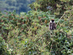 Bale monkey in Ethiopia.
