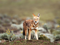 Ethiopian wolf