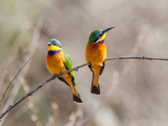 Blue-breasted bee-eater in Ethiopia