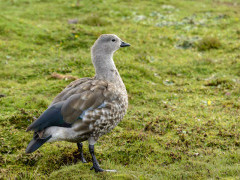 Blue-winged goose in Ethiopia