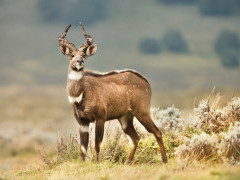 Bohor reedbuck in Ethiopia