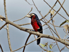 Double-toothed barbet in Ethiopia.
