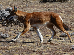 Ethiopian wolf.