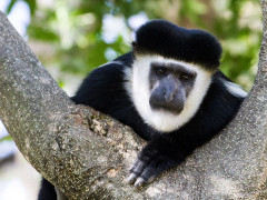 Guereza colobus in Ethiopia.