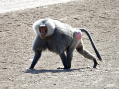 Hamadrya's baboon in Ethiopia.