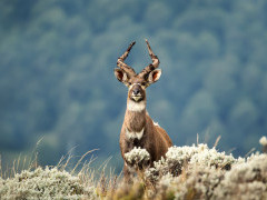 Mountain nyala in Ethiopia