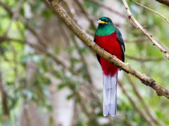 Narina trogon in Ethiopia.