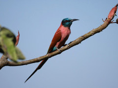Northern carmine bee-eater in Ethiopia.