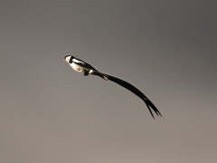 Pin-tailed whydah in Ethiopia