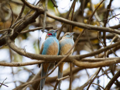 Red-cheeked cordon bleu in Ethiopia