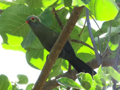 Ruspoli's turaco in Ethiopia.