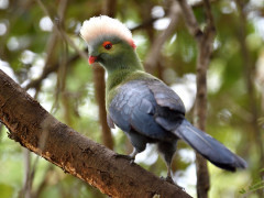 Ruspoli's turaco in Ethiopia