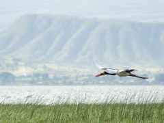 Saddle-billed stork in Ethiopia