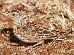 Sidamo lark in Ethiopia