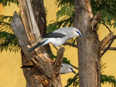 Stresemann's bushcrow in Ethiopia.