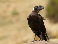 Thick-billed raven in Ethiopia
