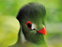 White-cheeked turaco in Ethiopia