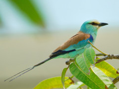 Abyssinian roller in Gambia