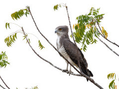 Beaudouin's snake eagle in Gambia