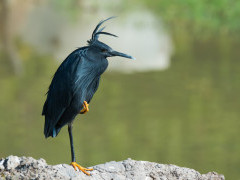 Black egret in Gambia