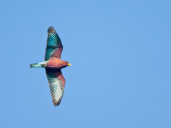 Broad-billed roller in Gambia