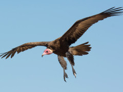 Hooded vulture in Gambia