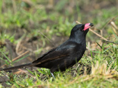 Juvenile piapiac in Gambia