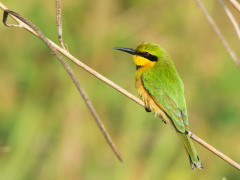 Little bee-eater in Gambia