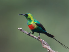 Male sunbird in Gambia