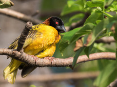 Male village weaver in Gambia