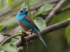 Red-cheeked cordon bleu in Gambia