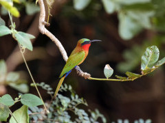 Red-throated bee-eater in Gambia