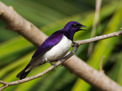 Violet-backed starling in Gambia