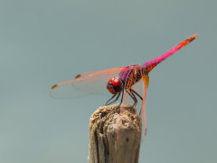 Violet dropwing in Gambia