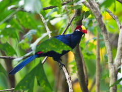 Violet turaco in Gambia