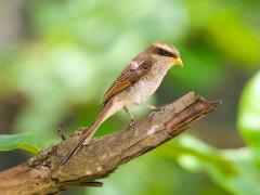 Yellow-billed shrike in Gambia