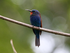 Blue-moustached bee-eater